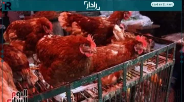 أسعار الفراخ البيضاء والبلدي تنخفض في أسواق الأقصر الاثنين 13 أكتوبر